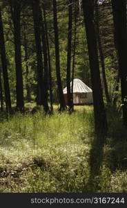 Yurt in the forest