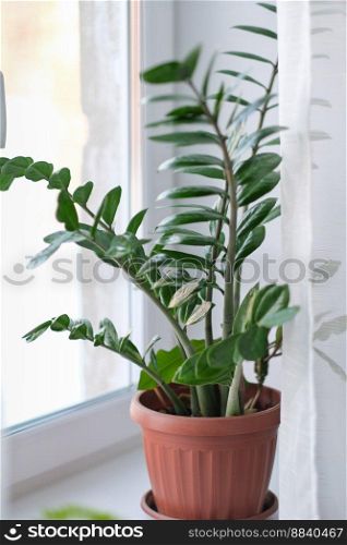 Zamioculcas home plant on a windowsill. room decor. home gardening. Zamioculcas potted on the windowsill, vertical. Zamioculcas home plant on a windowsill. room decor. home gardening. Zamioculcas potted on the windowsill, vertical. 