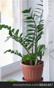 Zamioculcas home plant on a windowsill. room decor. home gardening. Zamioculcas potted on the windowsill, vertical. Zamioculcas home plant on a windowsill. room decor. home gardening. Zamioculcas potted on the windowsill, vertical. 