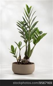 Zamioculcas zamiifolia or zz plant on the wooden table in living room.