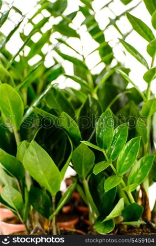 Zamioculcas zamiifolia potted house plant with green leaves