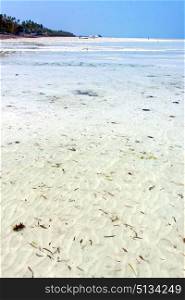 zanzibar beach seaweed in indian ocean tanzania sand isle sky and boat