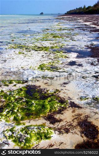 zanzibar beach seaweed in indian ocean tanzania sand isle sky and boat