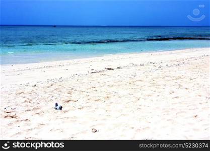 zanzibar beach seaweed in indian ocean tanzania sand isle sky and boat sail