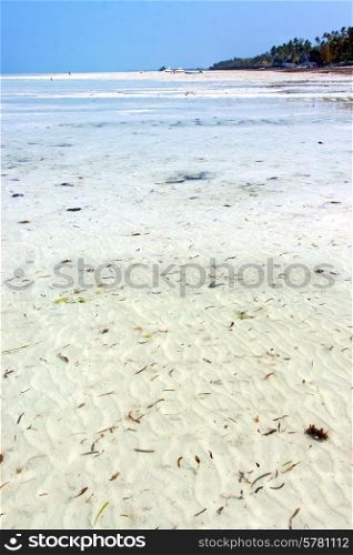 zanzibar beach seaweed in indian ocean tanzania sand isle sky and boat&#xA;
