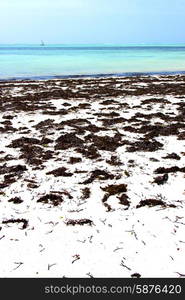 zanzibar beach seaweed in indian ocean tanzania sand isle sky and boat&#xA;