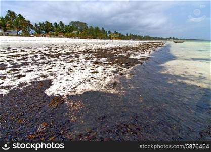 zanzibar beach seaweed in indian ocean tanzania sand isle sky and boat&#xA;