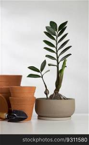 Zanzibar Gem or ZZ Plant or Zamioculcas Zamiifolia in a light brown pot and gardening equipment.