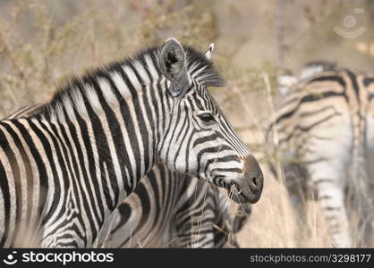 Zebra