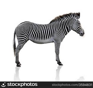 Zebra Animal On White Background