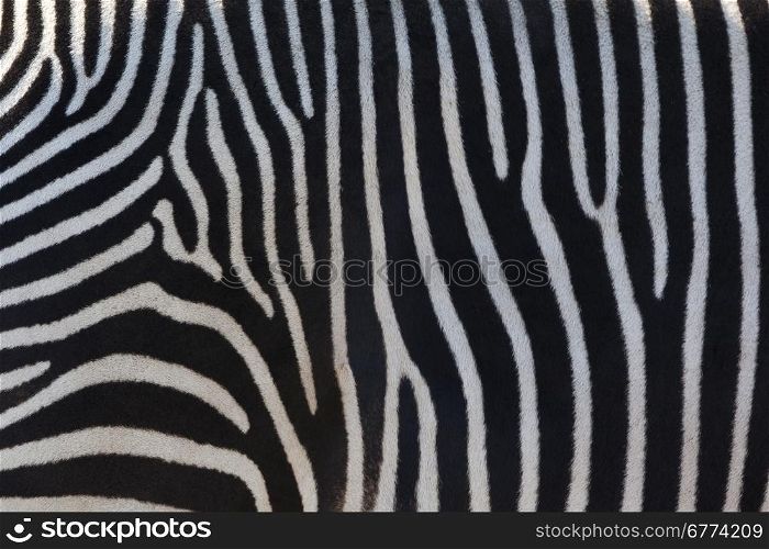 Zebra are several species of African equids (horse family) with distinctive black and white stripes. Their stripes come in different patterns that are unique to each individual.
