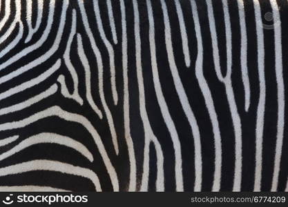 Zebra are several species of African equids (horse family) with distinctive black and white stripes. Their stripes come in different patterns that are unique to each individual.