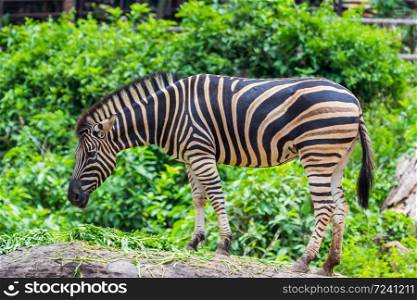 Zebra between eating, Nature