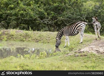 zebra drinking water in nature park south africa