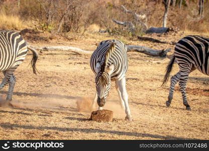 Zebra eating a mineral block in the Welgevonden game reserve, South Africa.