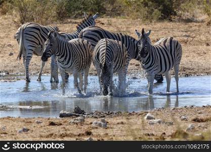 Zebra (Equus quagga) drinking at a waterhole in Etosha National Park in Namibia, Africa.