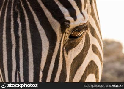 Zebra eye in the close up