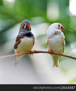 Zebra Finch Birds Sitting On A Branch