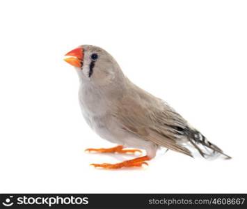 Zebra finch in front of white background