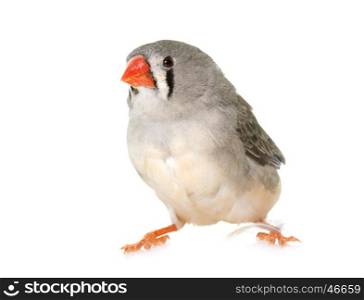 Zebra finch in front of white background
