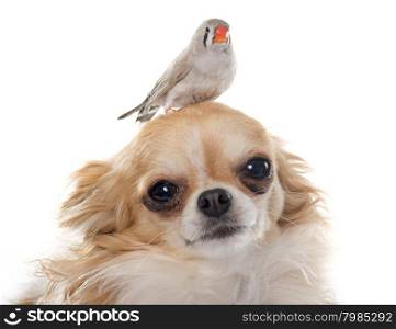 Zebra finch on chihuahua in front of white background