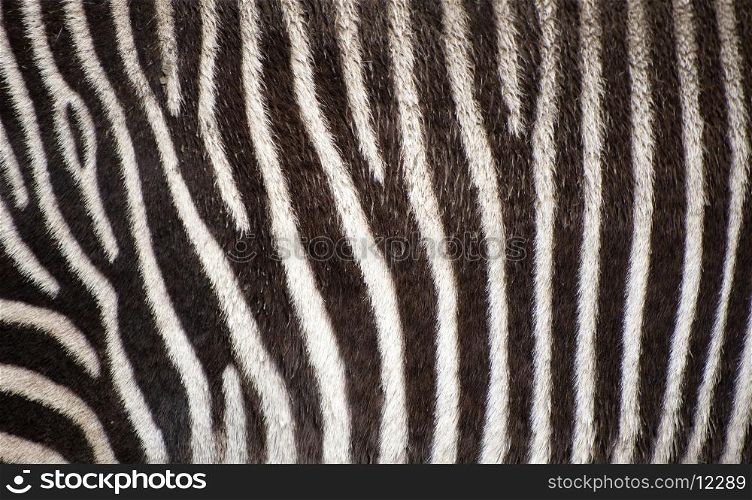Zebra fur texture background