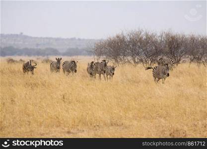 Zebra herd moves on through dry prairie