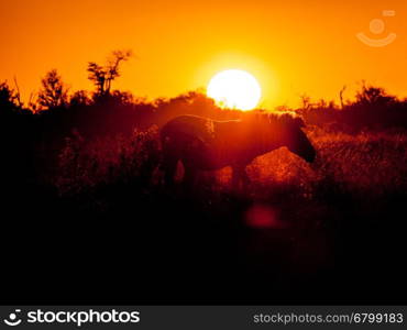 Zebra in the bush at sunset, Botswana