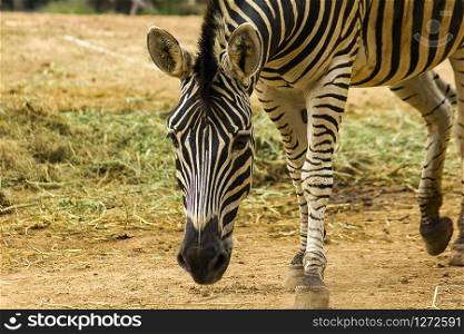 Zebra In the zoo walking