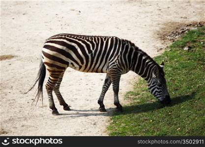 zebra in zoo close up