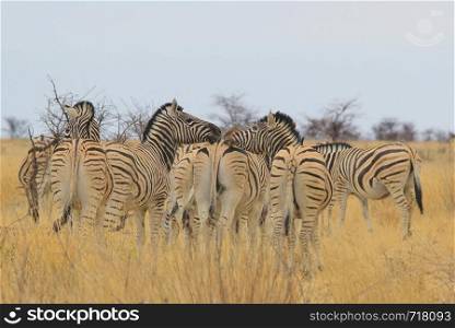 Zebra - Kissing Stripes
