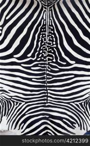 Zebra leather skin texture painted from a cow