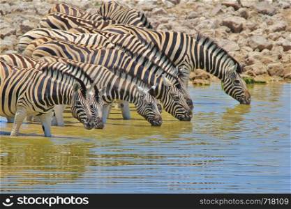 Zebra - Lined up Stripes