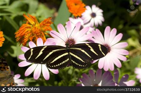 Zebra Longwing Butterfly Feeds on Garden Flower Colorful Landscape