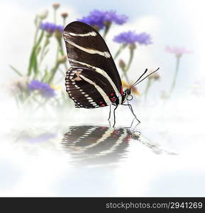 Zebra Longwing (Heliconius Charitonius) Butterfly With Reflection