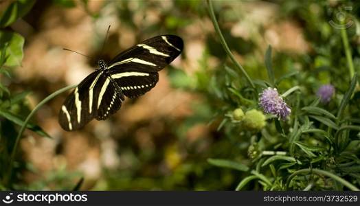 Zebra Longwing Insect Butterfly Perched on Garden Grass Growth