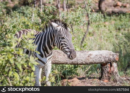 Zebra looking at the camera in the Welgevonden game reserve, South Africa.