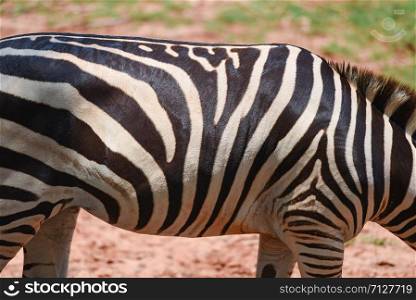 Zebra pattern real / zebra african plains graze grass field in the National Park