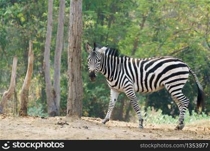 zebra standing alone in zoo