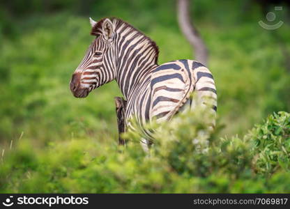 Zebra standing in bushes