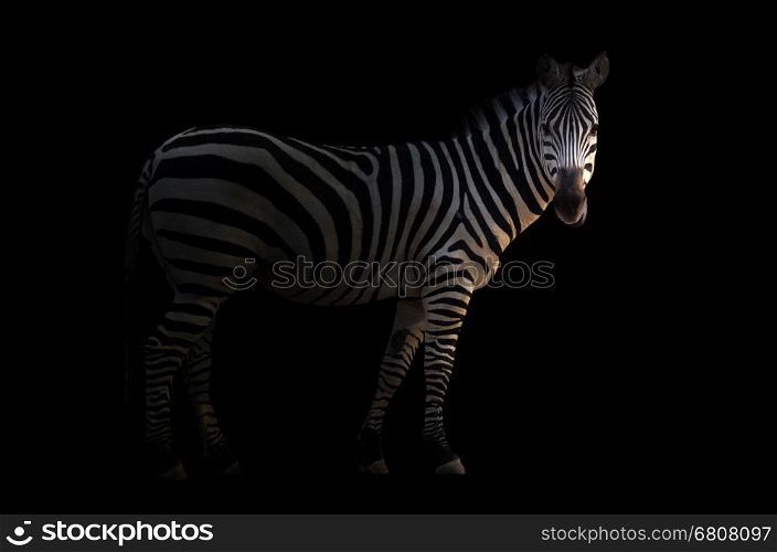 zebra standing in the dark