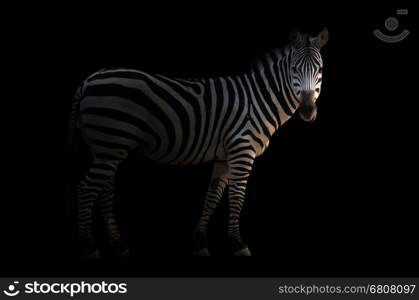 zebra standing in the dark