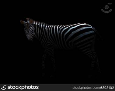 zebra standing in the dark