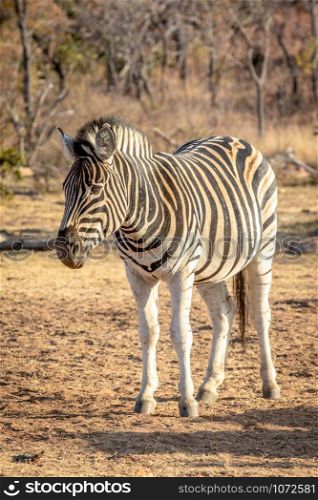Zebra standing in the grass in the Welgevonden game reserve. South Africa.