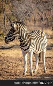 Zebra standing in the grass in the Welgevonden game reserve. South Africa.