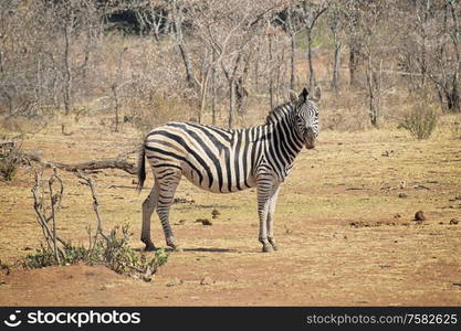 Zebra standing on the savannah looking straight ahead in the summer sun with dry trees in the background