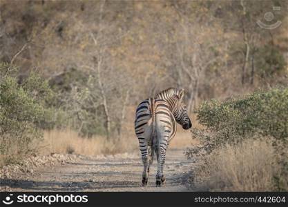 Zebra walking away from the camera in the Kruger National Park, South Africa.