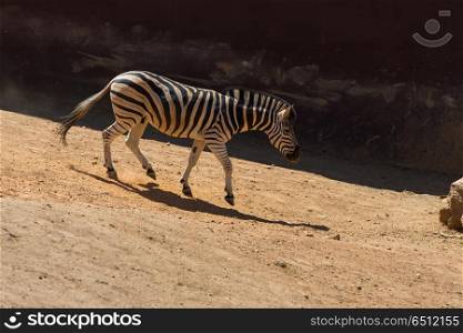 Zebra walking on the savanna. Zebra