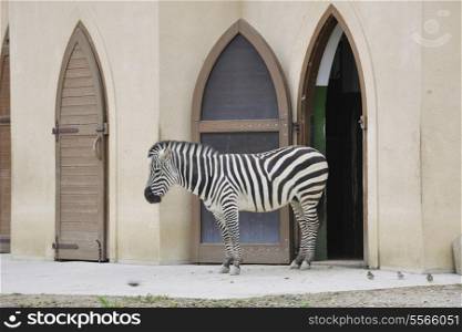 zebra wild animal in zoo