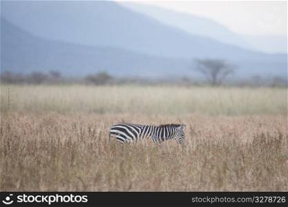 Zebra wildlife in Kenya